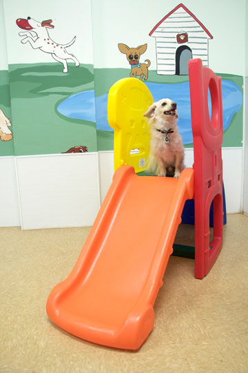 Dog having fun in doggie daycare at BVC.