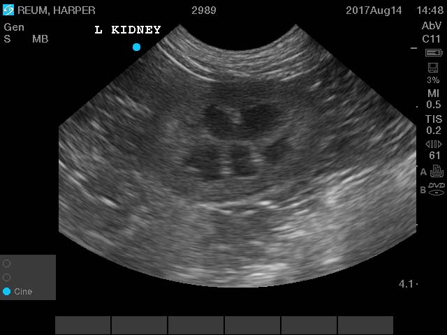 Ultrasound image of a dogs kidney.