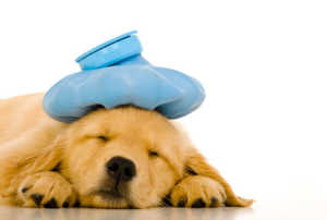 Picture of a sick puppy.